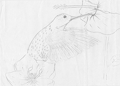 Hummingbird